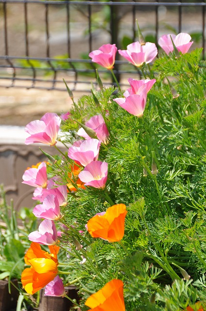 dsc_0028.jpg